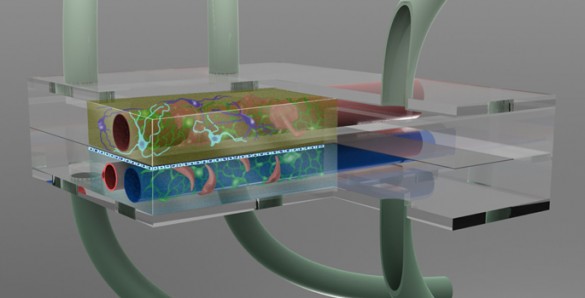 Organs on Chips