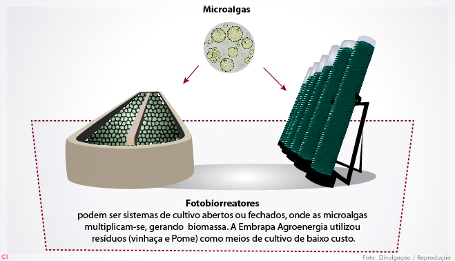 microalgas